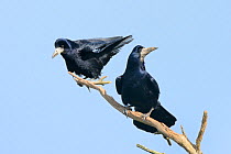 Rook (Corvus frugilegus) pair perched on a dead branch near their tree top nest site, Cornwall, UK, April.