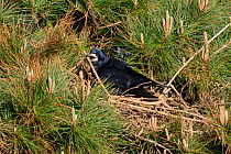 Rook (Corvus frugilegus) adding a stick to its tree top nest in a Scots pine (Pinus sylvestris), Cornwall, UK, April.