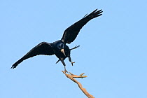 Rook (Corvus frugilegus) landing on a dead tree branch, Cornwall, UK, April.