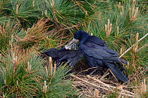 Rook (Corvus frugilegus) male feeding his mate on their tree top nest in a Scots pine (Pinus sylvestris), Cornwall, UK, April.