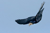 Rook (Corvus frugilegus) calling in flight against a blue sky, Cornwall, UK, April.