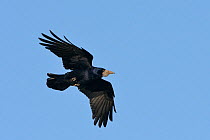 Rook (Corvus frugilegus) in flight overhead, Cornwall, UK, April.