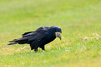 Rook (Corvus frugilegus) foraging on coastal grassland,  Cornwall, UK, April.
