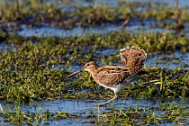 Common snipe (Gallinago gallinago) walking on frozen flooded marshland to chase off another with its tail raised in a display, Greylake RSPB reserve,  Somerset Levels, UK, January.