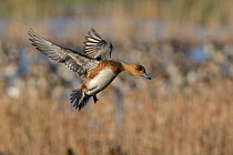 Wigeon (Anas penelope) female in flight overhead descending past a reed bed to land on a flooded marsh, Greylake RSPB reserve, Somerset Levels, UK, January.