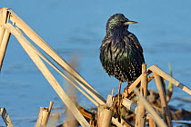 Common starling (Sturnus vulgaris) foraging on an old Bulrush stem in search of insects in a frozen marsh, Greylake RSPB reserve,  Somerset Levels, UK, January.