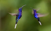 RF - Male Violet Sabrewing hummingbirds (Campylopterus hemileucurus) hovering in flight sequence. Montane forest, Bosque de Paz, Caribbean slope, Costa Rica (This image may be licensed either as right...