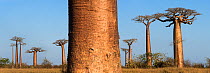 RF - Grandidier's Baobab trees (Adansonia grandidieri) in afternoon sunlight. 'Alle de Baobab' north of Morondava, western Madagascar. (This image may be licensed either as rights managed or royalty f...