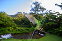 RF - Male Green-crowned Brilliant hummingbird (Heliodoxa jacula) hovering  in flight. Montane forest, Bosque de Paz, Caribbean slope, Costa Rica, Central America. (This image may be licensed either as...