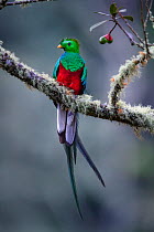 RF - Male Resplendent Quetzal (Pharomachrus mocinno) in cloud forest. Los Quetzales National Park, Savegre River Valley, Talamanca Range, Costa Rica, Central America. (This image may be licensed eithe...