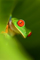 RF - Female Red-eyed Tree Frog (Agalychnis callidryas) - Caribbean slope race (blue flanks). Mid-altitude rainforest near Aranal, central Costa Rica. (This image may be licensed either as rights manag...