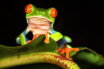 RF - Female Red-eyed Tree Frog (Agalychnis callidryas) - Caribbean slope race (blue flanks). Mid-altitude rainforest near Aranal, central Costa Rica. (This image may be licensed either as rights manag...