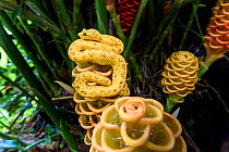 RF - Adult Eyelash Pit Viper (Bothriechis schlegelii)  Distinctive yellow / orange 'oropel' form. Arboreal species resting on wild ginger flower in mid-altitude rainforest understorey. Caribbean slope...