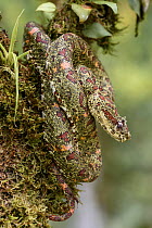RF - Adult Eyelash Pit Viper (Bothriechis schlegelii) Distictive camouflaged form. Arboreal species resting in mid-altitude rainforest under storey. Caribbean slope, Costa Rica, Central America. (high...