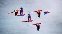 RF - Flock of Scarlet Macaws (Ara macao) in flight. Osa Peninsula (near Corcovado National Park), Costa Rica, Central America. (This image may be licensed either as rights managed or royalty free.)