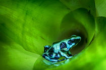 RF - Green-and-Black Poison Dart Frog (Dendrobates auratus) inside bromiliad. Boca Tapada, Caribbean slope, Costa Rica, Central America. (This image may be licensed either as rights managed or royalty...