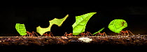 RF - Leaf-cutter Ants (genus Atta or Acromyrmex) carrying leaf fragments back to the colony. Lowland rainforest, La Selva, Caribbean slope, Costa Rica. (This image may be licensed either as rights man...