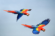 RF - Scarlet Macaws (Ara macao) in flight. Osa Peninsula (near Corcovado National Park), Costa Rica, Central America. (This image may be licensed either as rights managed or royalty free.)