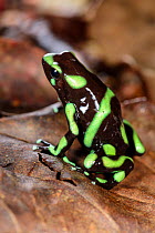 RF - Green-and-Black Poison Dart Frog (Dendrobates auratus) on rainforest floor. Lowland rainforest, Bosque de Cabo, Pacific slope, Costa Rica, Central America. (This image may be licensed either as r...