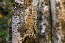 RF - Mossy Leaf-tailed Gecko (Uroplatus sikorae) resting and camouflaged on tree trunk in rainforest understorey. Mantadia National Park, east Madagascar. (This image may be licensed either as rights...