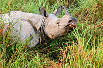 RF - Male Great One-horned Rhinoceros (Rhinoceros unicornis). Kaziranga National Park, Assam, India. (This image may be licensed either as rights managed or royalty free.)