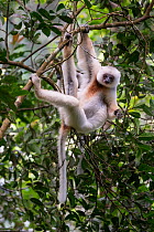 RF - Silky Sifaka (Propithecus candidus) feeding in montane rainforest mid-storey. Marojejy National Park, north east Madagascar. Critically Endangered species (This image may be licensed either as ri...