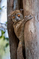 RF - Daraina Sportive Lemur (Lepilemur milanoii) in day time rest tree hole in dry forest, northern Madagascar. (This image may be licensed either as rights managed or royalty free.)