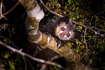 RF - Adult Aye-aye (Daubentonia madagascariensis) active in forest canopy at night. Dry deciduous forest near Andranotsimaty. Daraina, northern Madagascar. Critically Endangered species (This image ma...