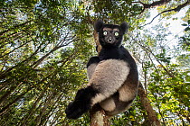 RF - Male Indri (Indri indri) in forest understorey. Mitsinjo Reserve, Andasibe-Mantadia National Park, eastern Madagascar. Endangered species (This image may be licensed either as rights managed or r...