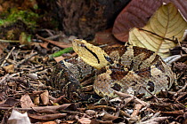 RF - Adult Jumping Viper (Atropoides mexicanus) camouflaged amongst leaf litter on the rain forest floor. Pacific slope, Costa Rica, Central America. (highly venomous) (This image may be licensed eith...