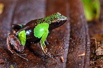 RF - Marojejy Green and Brown Mantella Frog (Mantella nigricans) in leaf litter in lowland rainforest. Marojejy National Park, north east Madagascar. (This image may be licensed either as rights manag...