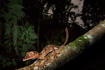 RF - Giant Leaf-tailed Gecko (Uroplatus giganteus). cctive in forest understorey at night. Marojejy National Park, Madagascar. (This image may be licensed either as rights managed or royalty free.)