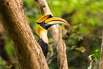 RF - Great Indian Hornbill (Buceros bicornis) male in forest canopy. Kaziranga National Park, Assam, India. (This image may be licensed either as rights managed or royalty free.)