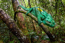 RF - Adult male Parson's Chameleon (Calumma parsonii) climbing in rainforest understorey. Andasibe-Mantadia National Park, eastern Madagascar. (This image may be licensed either as rights managed or r...