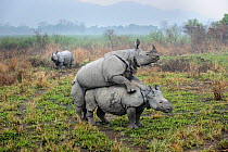 Male and female Great One-horned Rhinoceros (Rhinoceros unicornis) mating with rival male looking on. Kaziranga National Park, Assam, India.