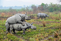 Male and female Great One-horned Rhinoceros (Rhinoceros unicornis) mating with rival male looking on. Kaziranga National Park, Assam, India.