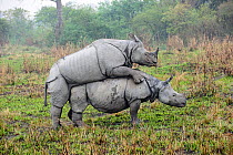 Male and female Great One-horned Rhinoceros (Rhinoceros unicornis) mating . Kaziranga National Park, Assam, India.