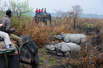 Tourists riding domestic Indian elephant (Elephas maximus) watching male and female Great One-horned Rhinoceros (Rhinoceros unicornis) - courting pair. Kaziranga National Park, Assam, India.