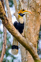 Great Indian Hornbill (Buceros bicornis) male in forest canopy. Kaziranga National Park, Assam, India.