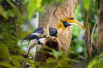 Great Indian Hornbill (Buceros bicornis) male in forest canopy. Kaziranga National Park, Assam, India.