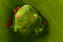 Female Red-eyed Tree Frog (Agalychnis callidryas) sleeping - Caribbean slope race (blue flanks). Mid-altitude rainforest near Aranal, central Costa Rica.