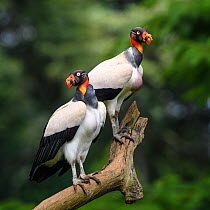 Adult King Vulture (Sarcoramphus papa) Laguna del Lagarto, Boca Tapada, Caribbean slope, Costa Rica, Central America.
