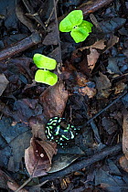 Green-and-Black Poison Dart Frog (Dendrobates auratus) on rainforest floor. Lowland rainforest, Bosque de Cabo, Pacific slope, Costa Rica, Central America.