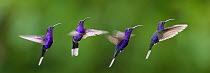 Male Violet Sabrewing (Campylopterus hemileucurus) hovering / in flight sequence. Montane forest, Bosque de Paz, Caribbean slope, Costa Rica, Central America (digital composite)