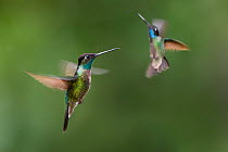 Male Magnificent hummingbirds (Eugenes fulgens) hovering  in flight. Montane forest, Bosque de Paz, Caribbean slope, Costa Rica, Central America.