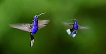 Male Violet Sabrewing (Campylopterus hemileucurus) hovering / in flight sequence. Montane forest, Bosque de Paz, Caribbean slope, Costa Rica, Central America.