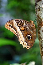 Owl-eye Butterfly (Caligo atreus) shortly after emerging from its cocoon. Lowland rainforest, La Selva, Caribbean slope, Costa Rica.