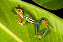 Female Red-eyed Tree Frog (Agalychnis callidryas) - Caribbean slope race (blue flanks). Mid-altitude rainforest near Aranal, central Costa Rica.