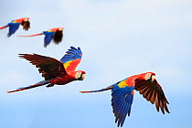 Pairs of Scarlet Macaws (Ara macao) in flight. Osa Peninsula (near Corcovado National Park), Costa Rica, Central America.