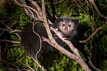 Adult Aye-aye (Daubentonia madagascariensis) active in forest canopy at night. Dry deciduous forest near Andranotsimaty. Daraina, northern Madagascar. Critically Endangered